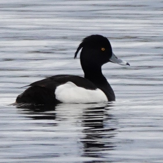 Tufted Duck - ML618612126
