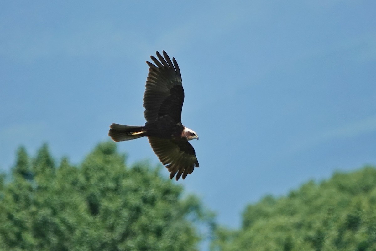 Western Marsh Harrier - ML618612127