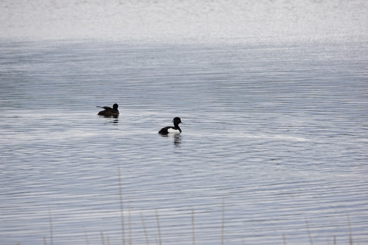 Tufted Duck - ML618612128