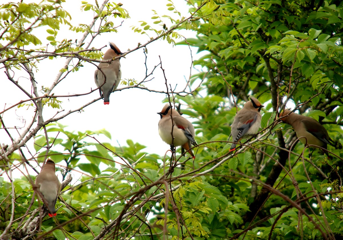 Japanese Waxwing - Nial Moores