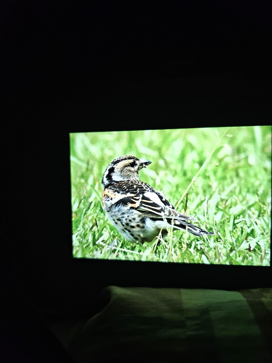 pěnkava jikavec - ML618612155