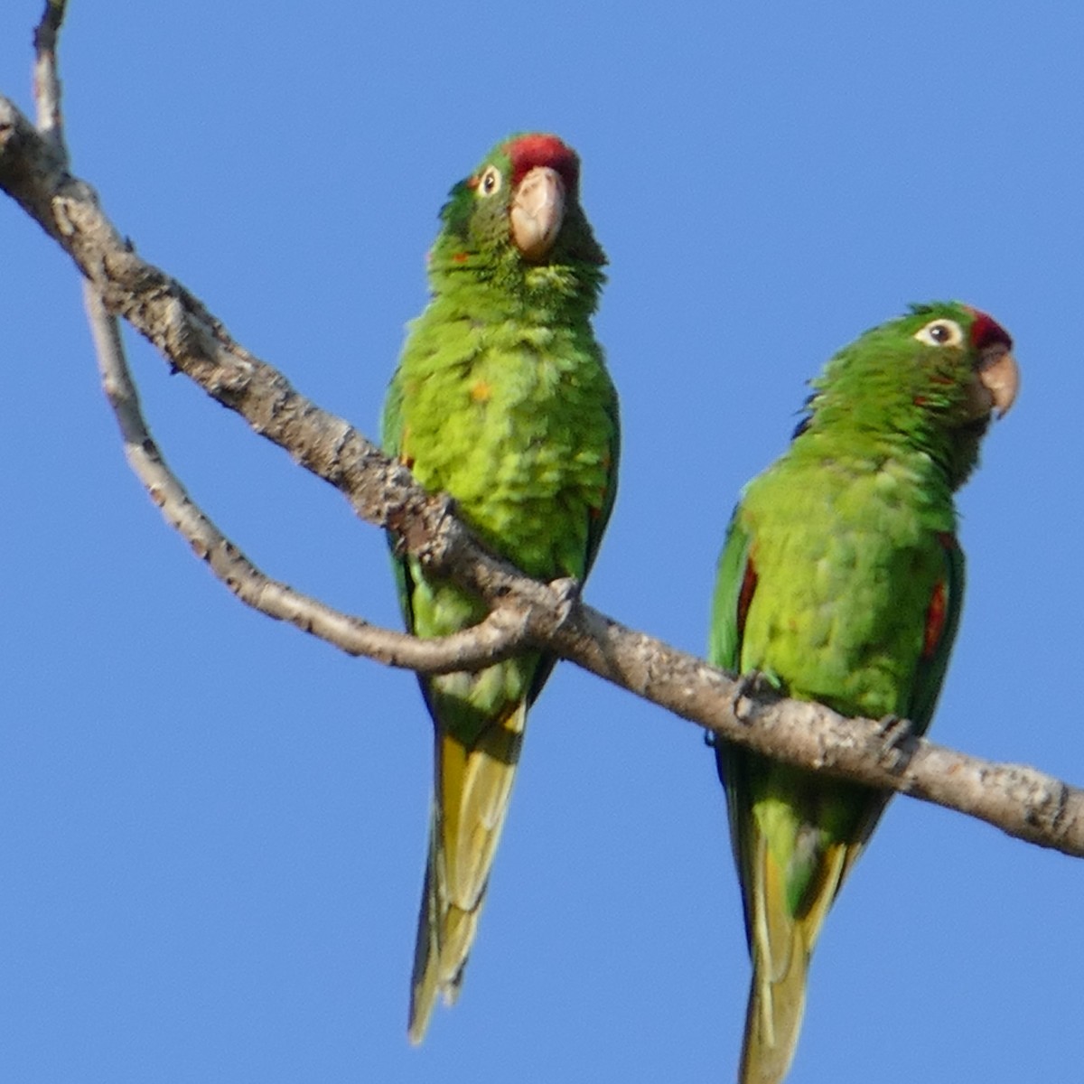 Crimson-fronted Parakeet - ML618612161