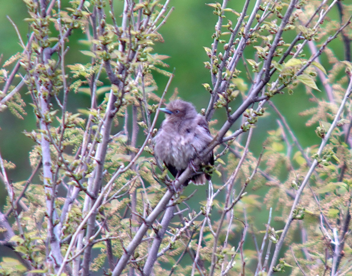 White-shouldered Starling - Nial Moores