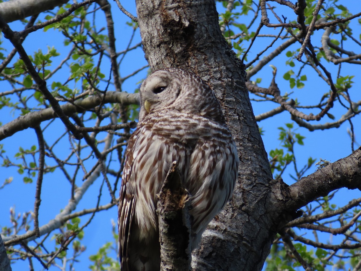 Barred Owl - Gabriel LeRoy