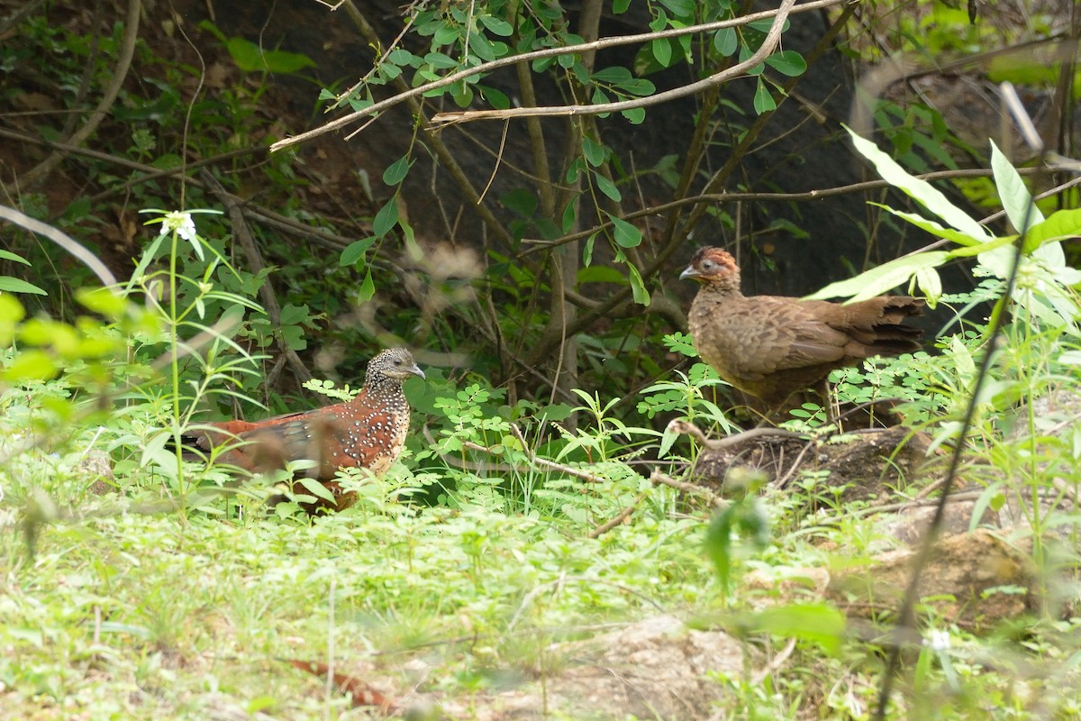 Painted Spurfowl - ML61861231