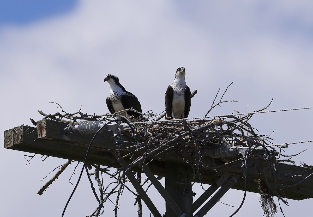 Osprey - ML618612327