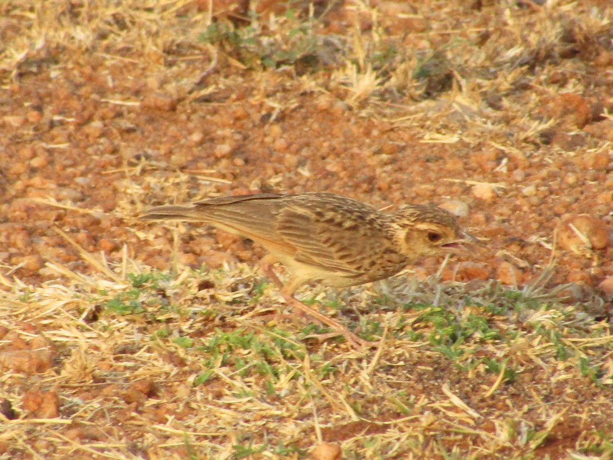 Jerdon's Bushlark - vaazhaikumar kumar