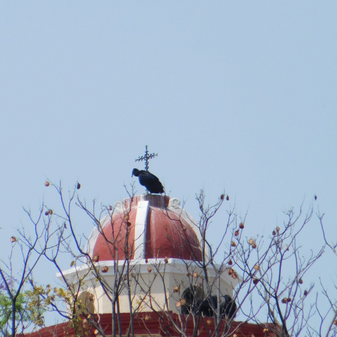 Black Vulture - Alberto Paz