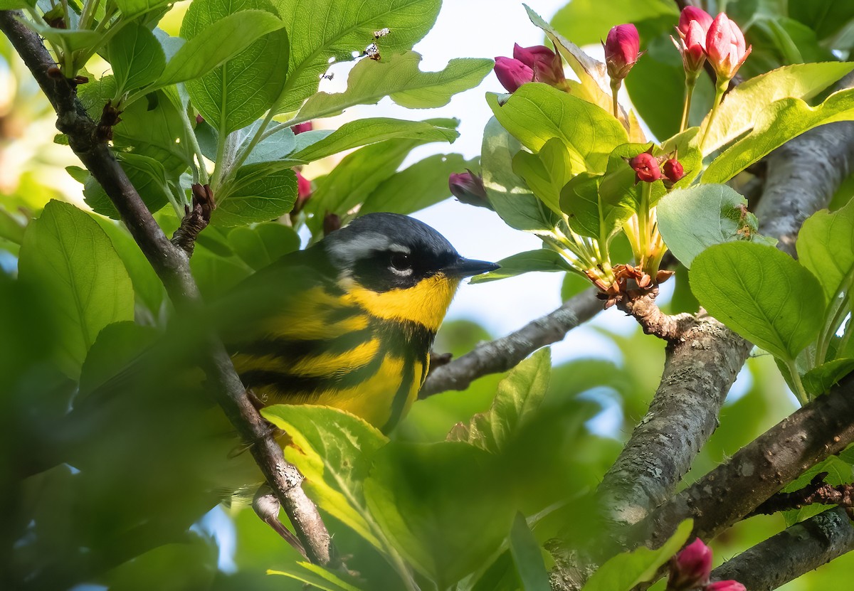 Magnolia Warbler - ML618612371