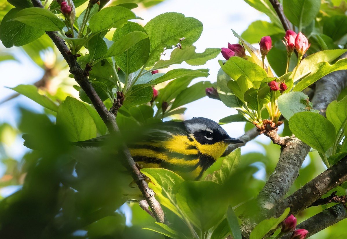 Magnolia Warbler - ML618612372