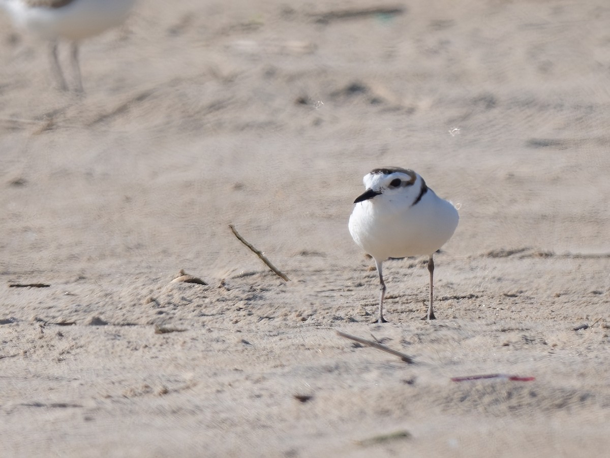 White-faced Plover - jimmy Yao
