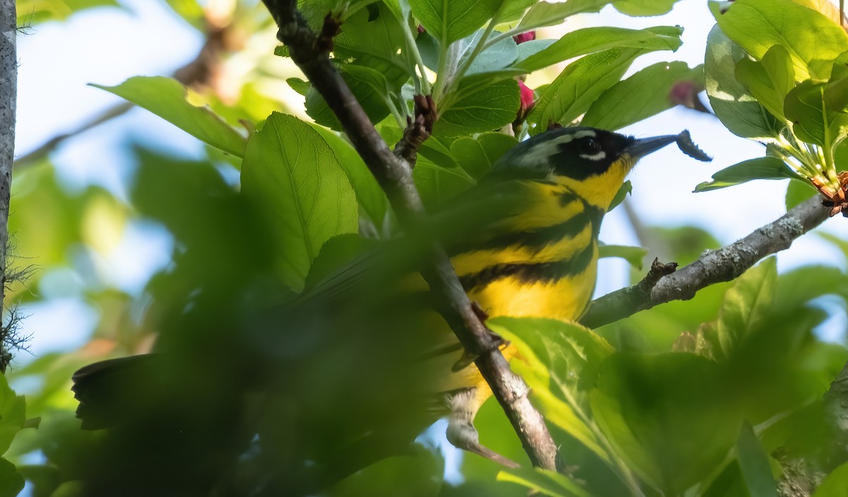 Magnolia Warbler - ML618612384