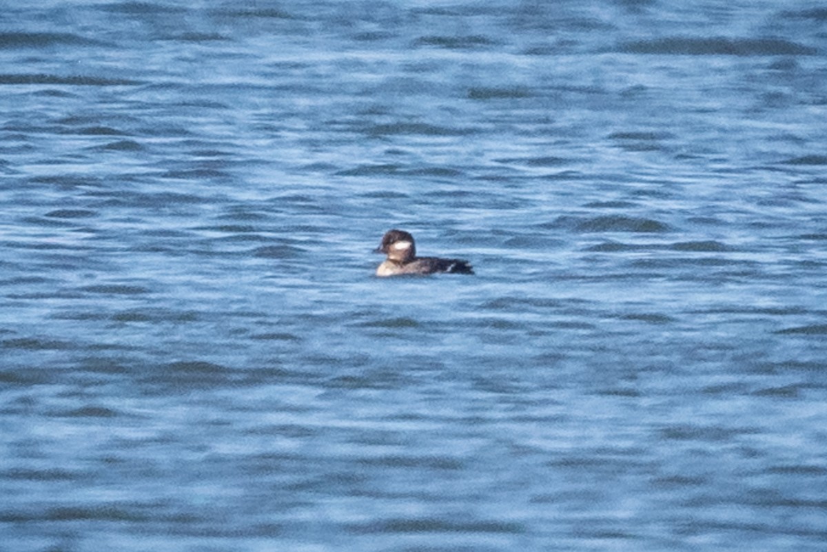 Bufflehead - Chris Thomas