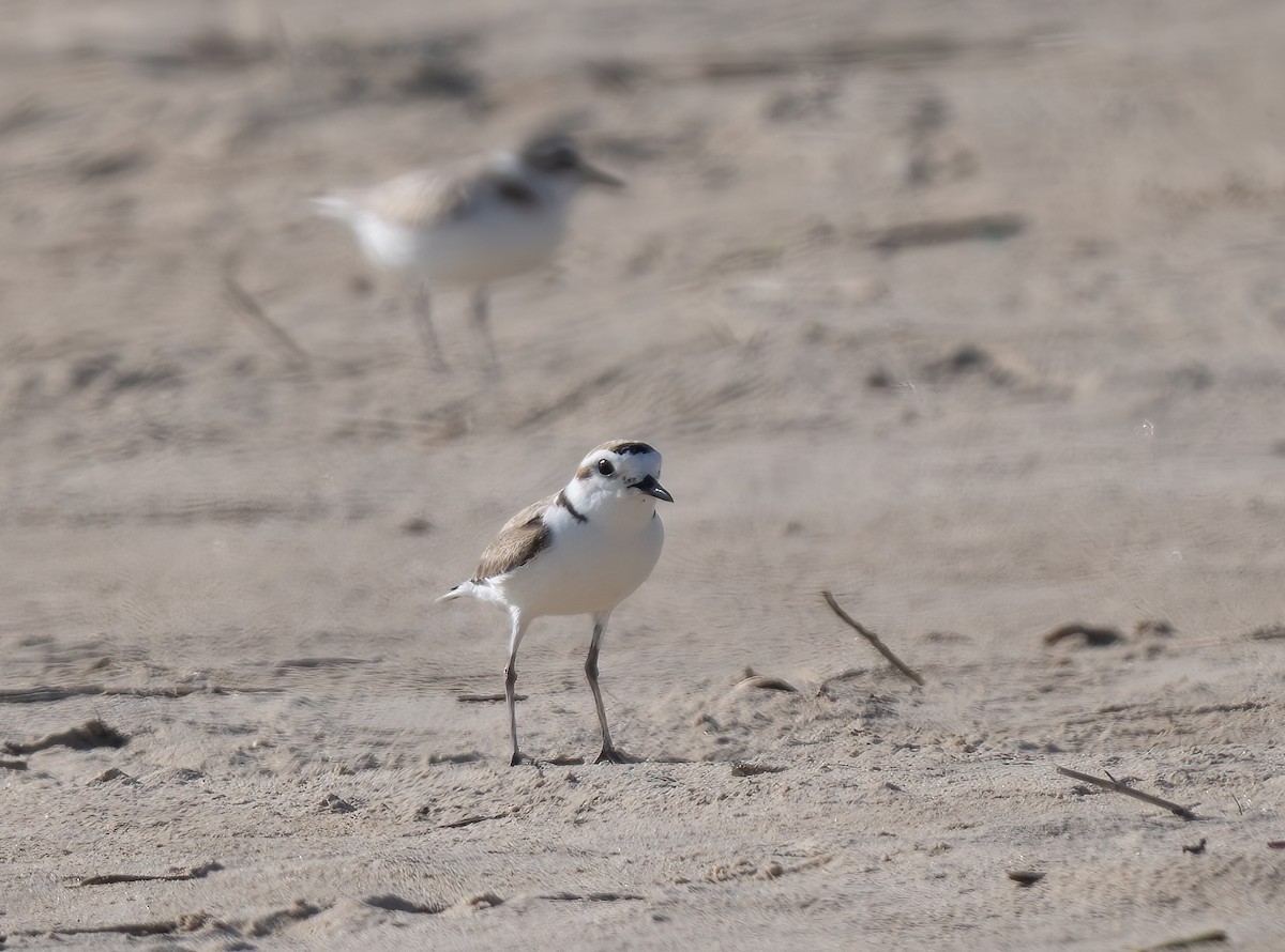 White-faced Plover - jimmy Yao