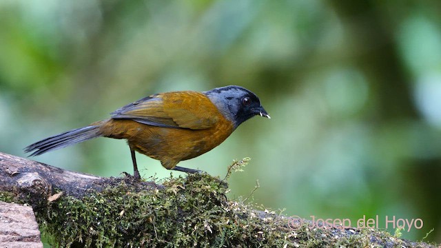 Large-footed Finch - ML618612419