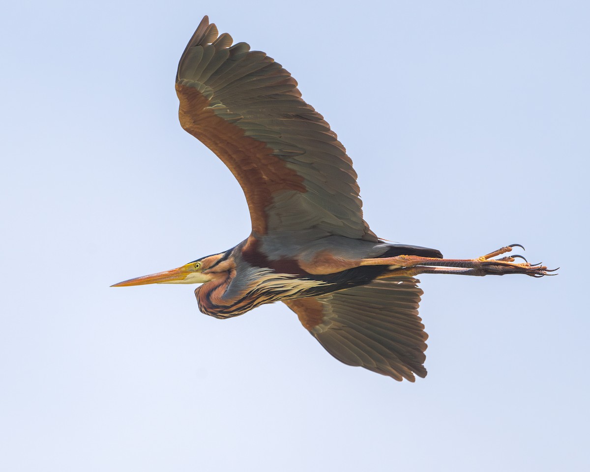 Purple Heron - ML618612434