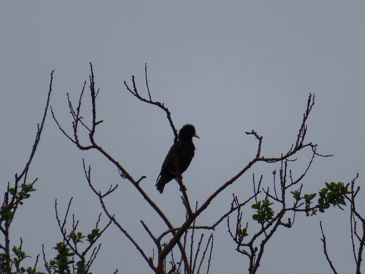 European Starling - ML618612442