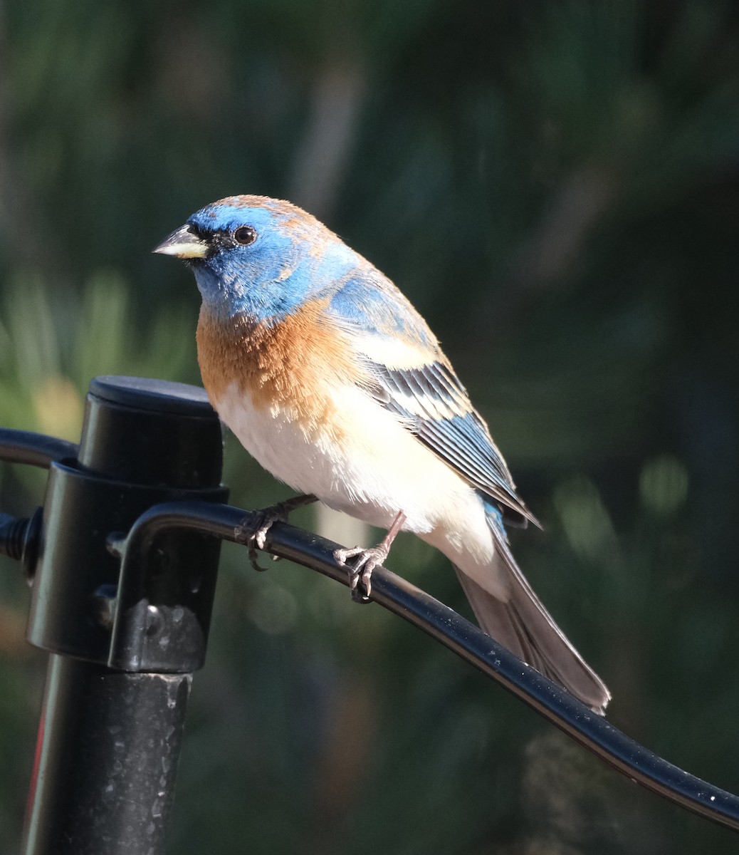 Lazuli Bunting - Bob D'Antonio