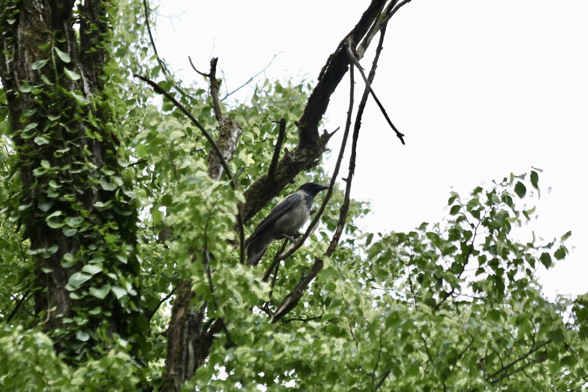 Hooded Crow - ML618612466