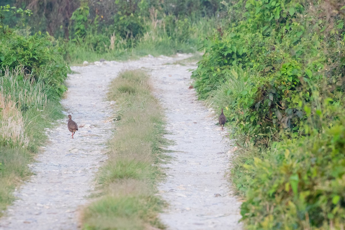 Francolin multiraie - ML618612479