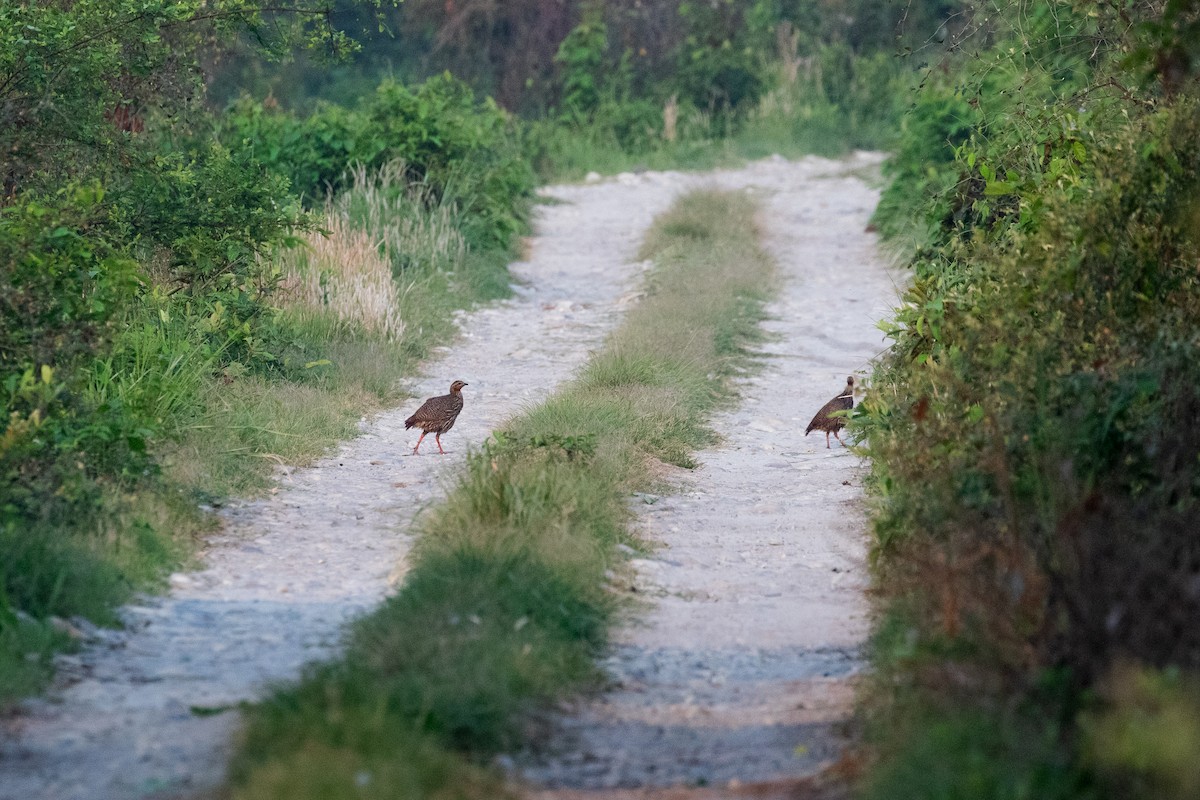 Swamp Francolin - ML618612480