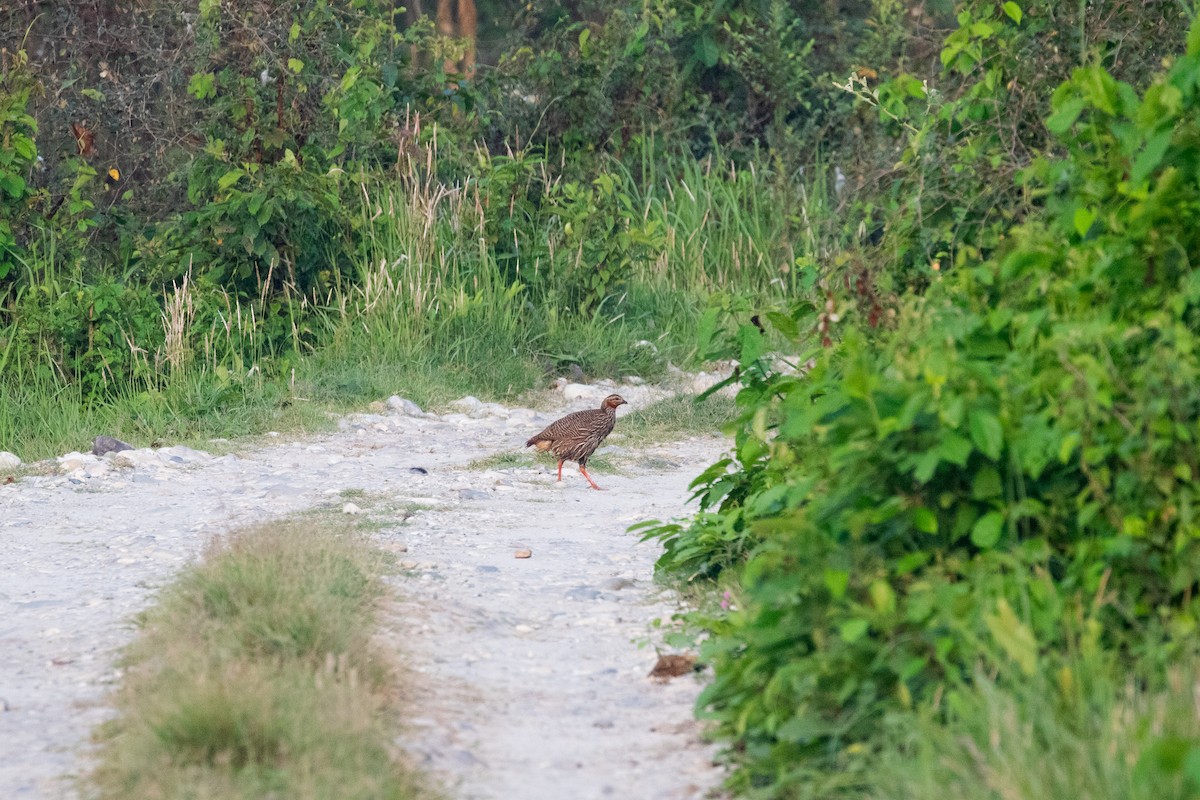 Swamp Francolin - Kumar RR