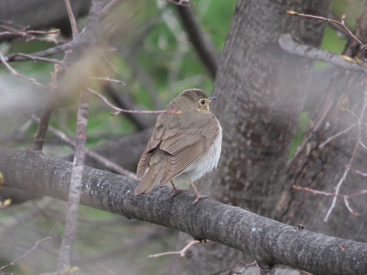 Swainson's Thrush - ML618612485