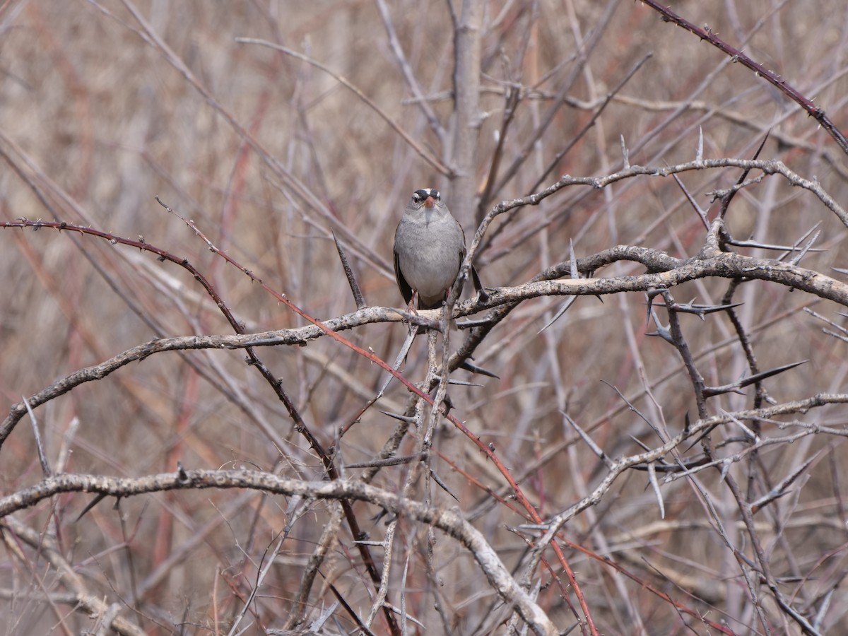 White-crowned Sparrow - ML618612509