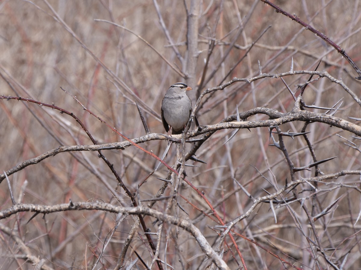 White-crowned Sparrow - ML618612510