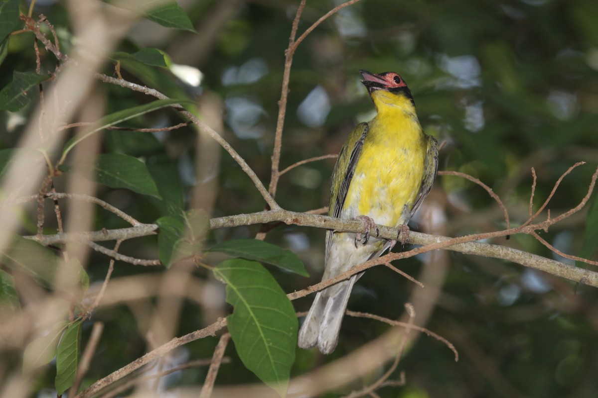 Australasian Figbird - ML618612533