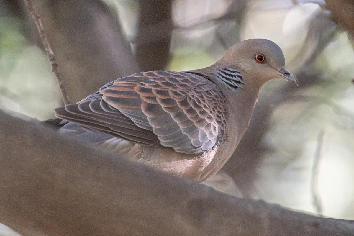 Oriental Turtle-Dove - ML618612547