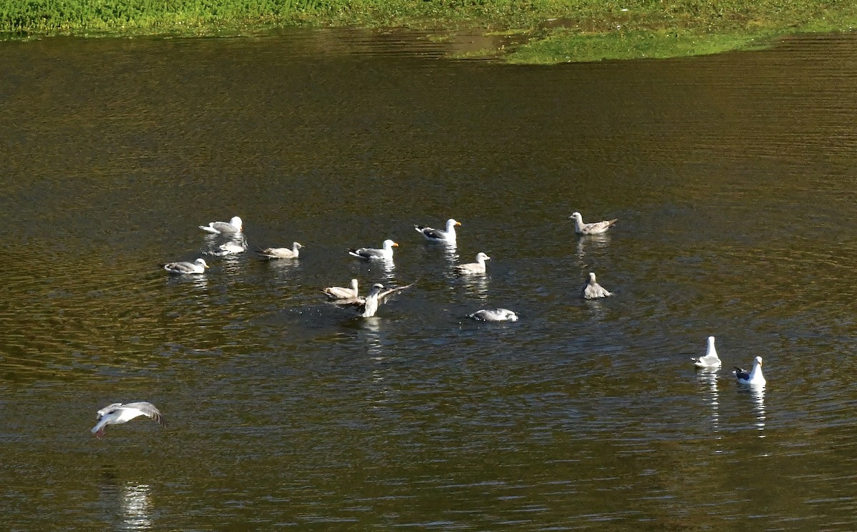 Western Gull - ML618612583