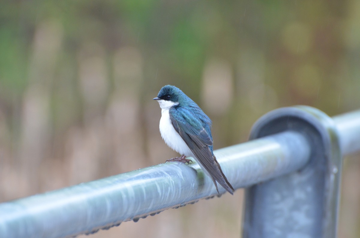 Tree Swallow - David Flook