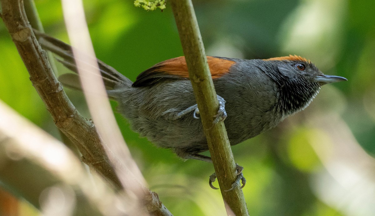 Slaty Spinetail - ML618612611