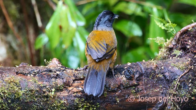 Large-footed Finch - ML618612623