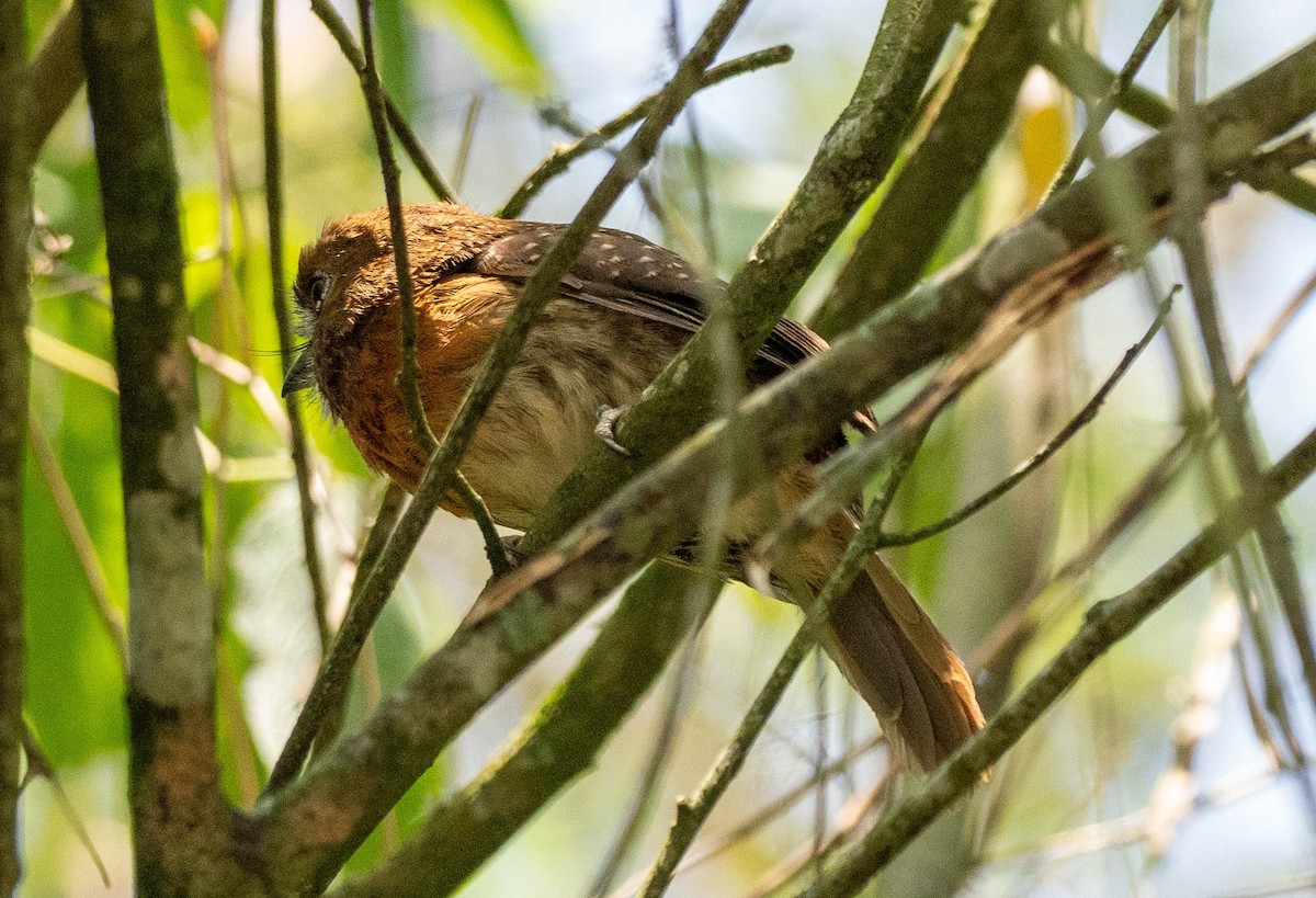 Moustached Puffbird - ML618612651