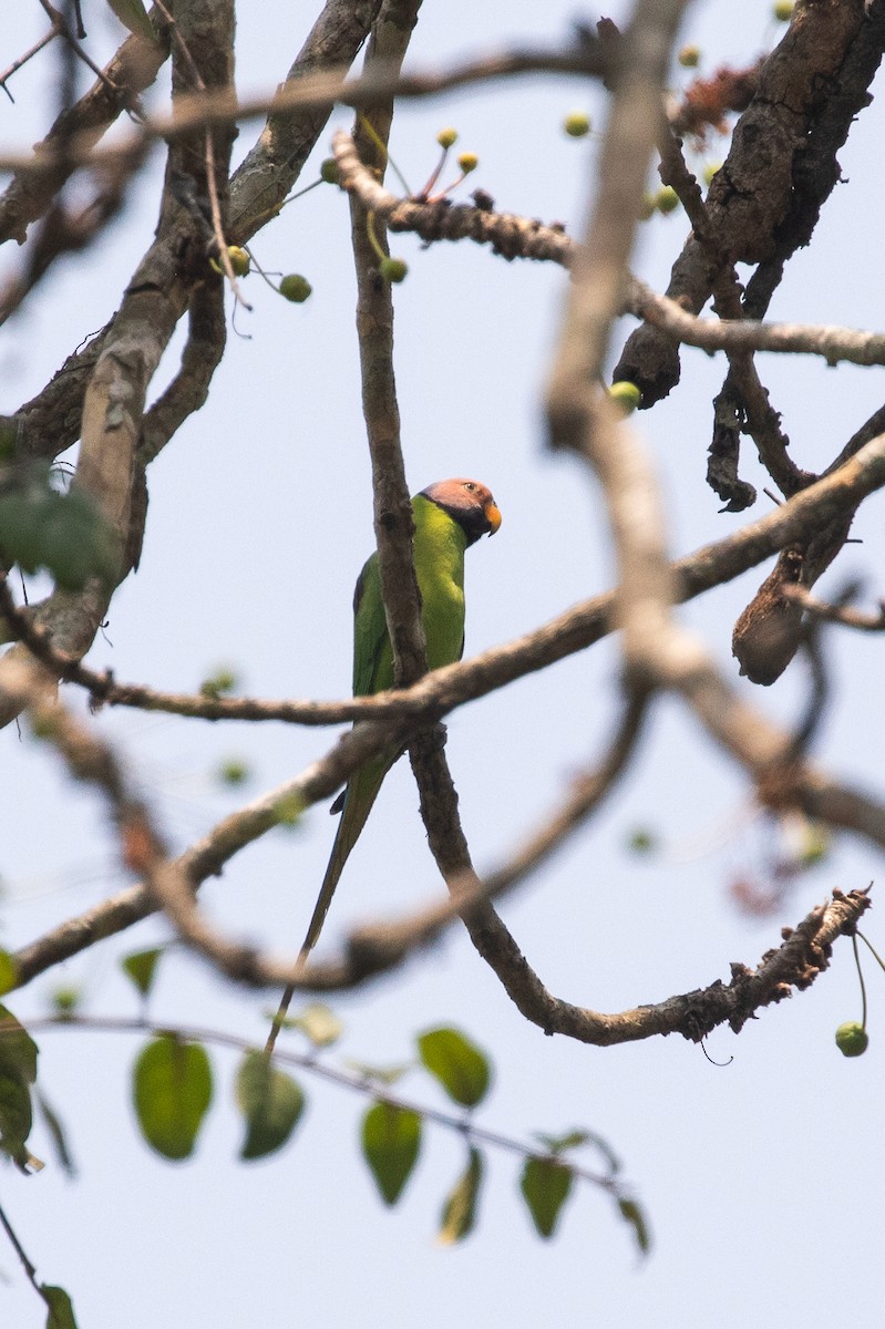 Blossom-headed Parakeet - Kumar RR