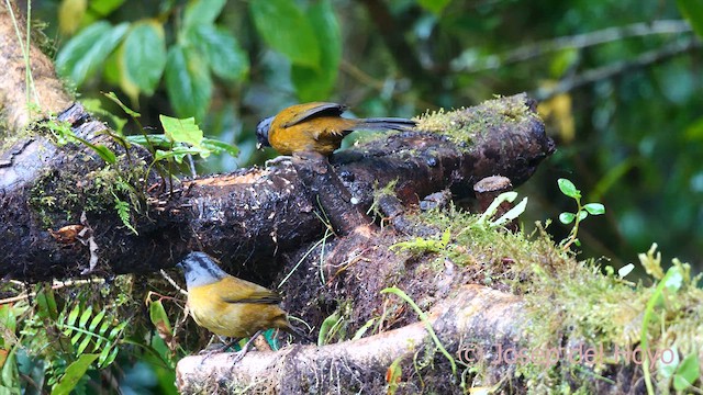 Large-footed Finch - ML618612694