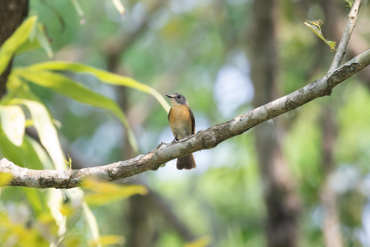 Pale-chinned Flycatcher - Kumar RR