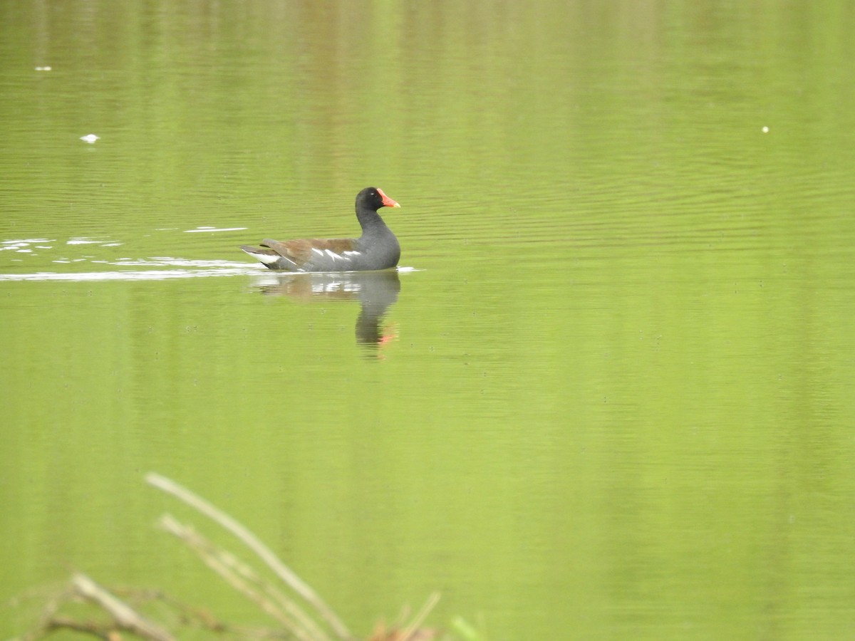 Common Gallinule - ML618612704