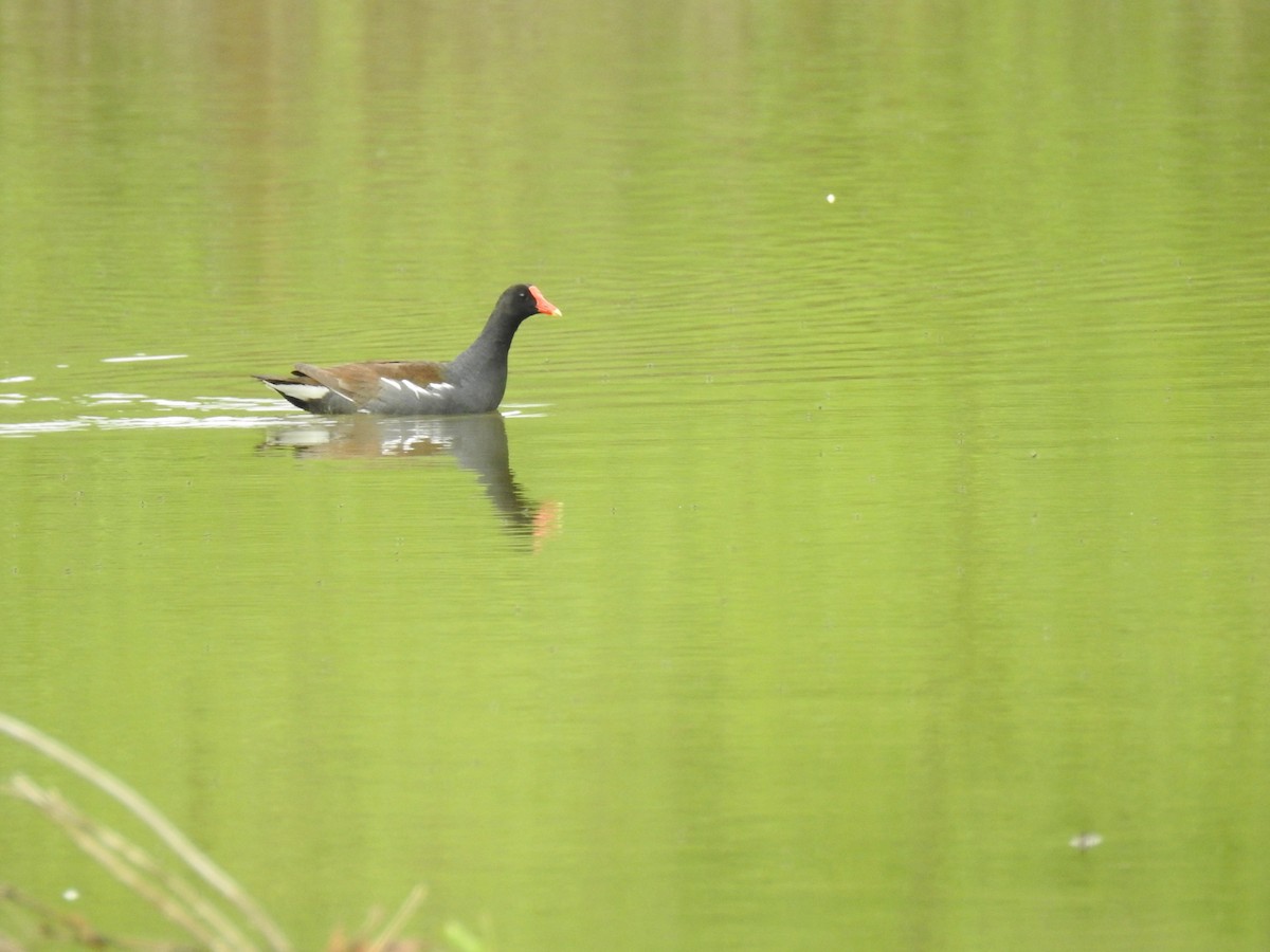 Common Gallinule - ML618612713