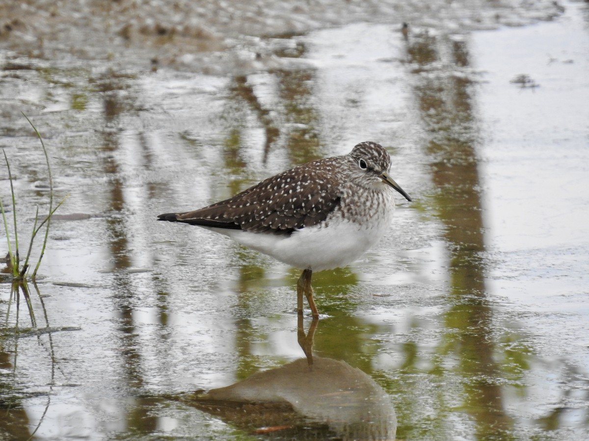 Solitary Sandpiper - ML618612733