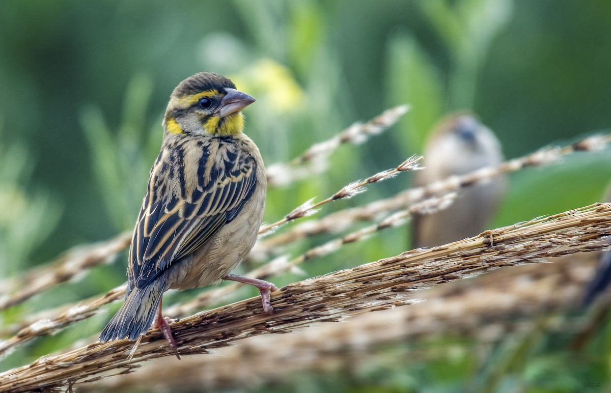 Black-breasted Weaver - ML618612739