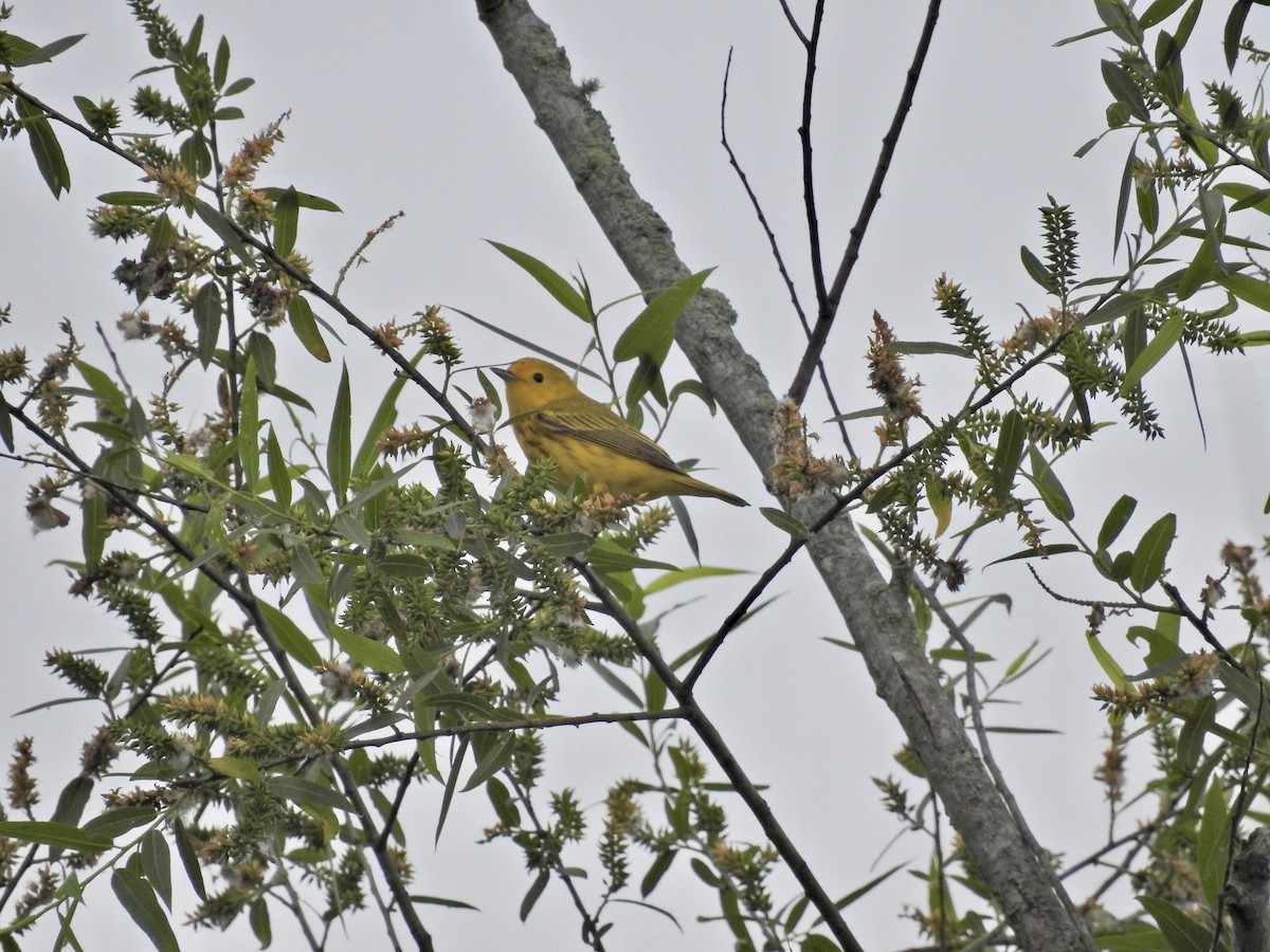 Yellow Warbler - ML618612742