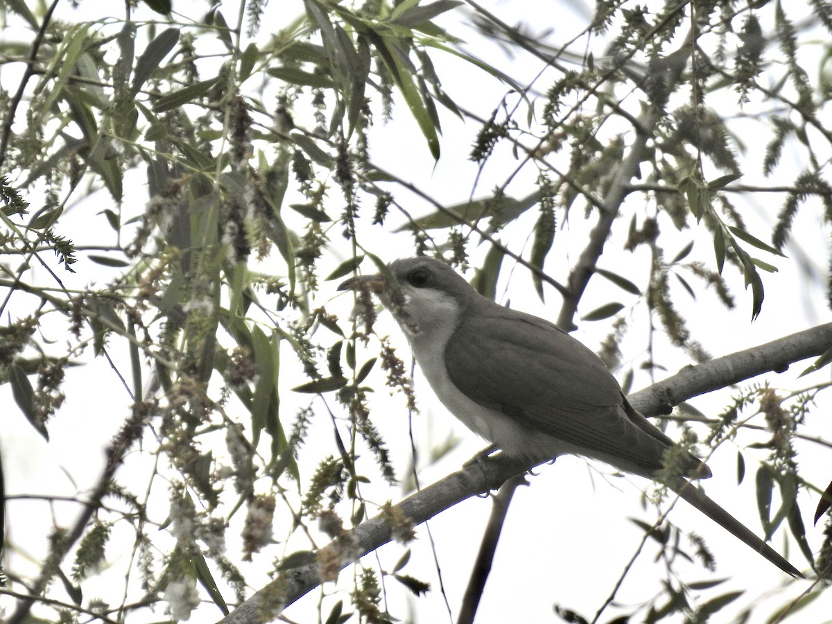 Yellow-billed Cuckoo - ML618612746
