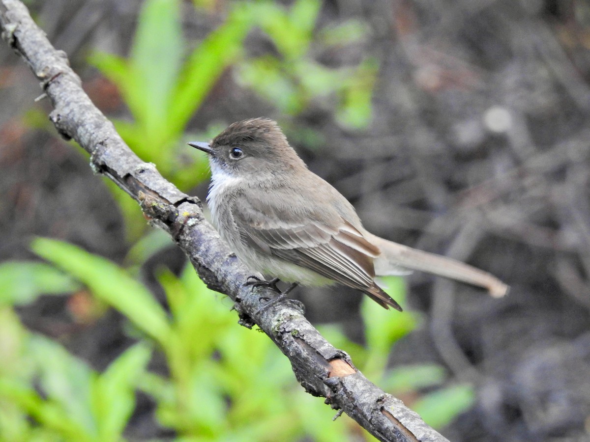 Eastern Phoebe - ML618612756
