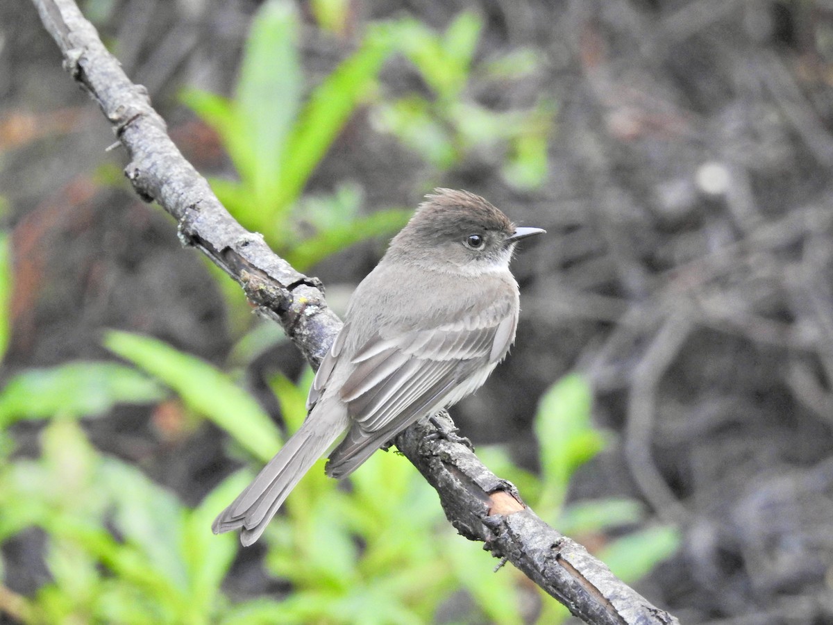 Eastern Phoebe - ML618612757