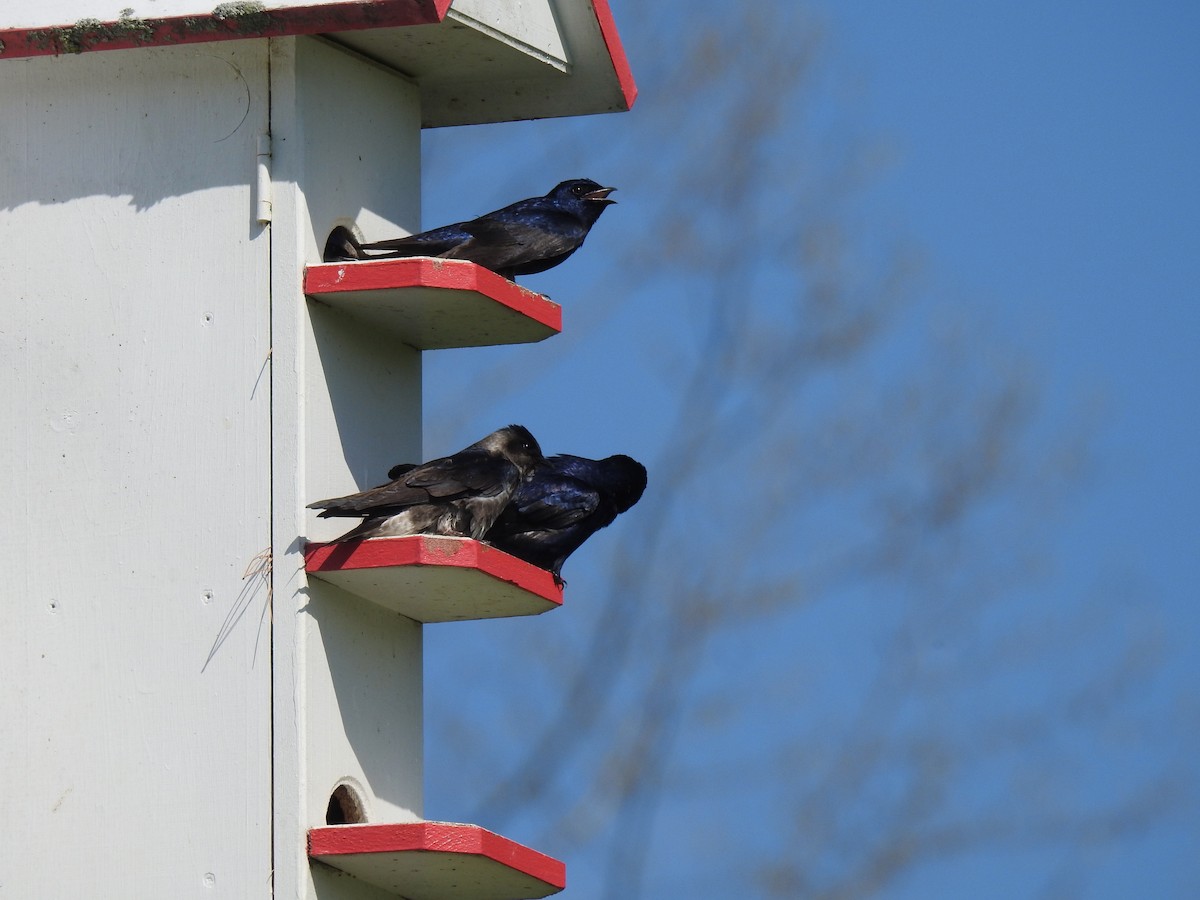 Purple Martin - Mike Slaven