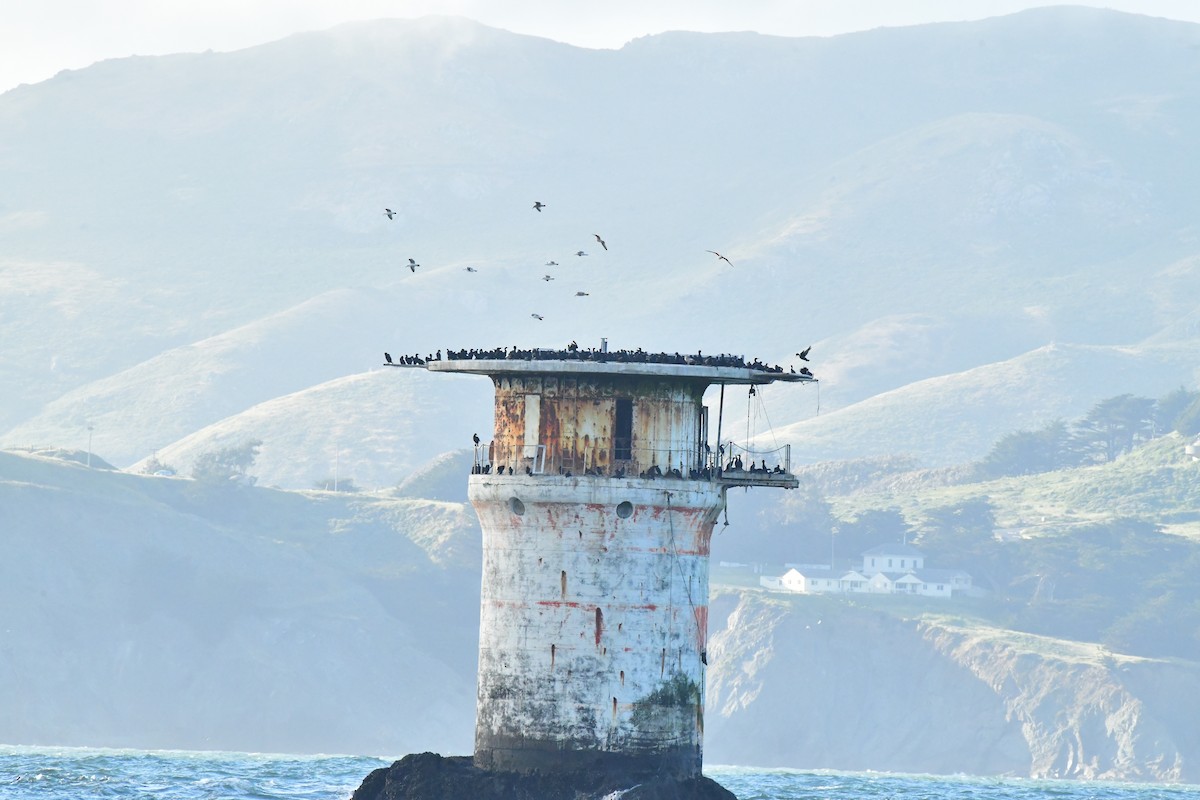 Brandt's Cormorant - Gary Warner