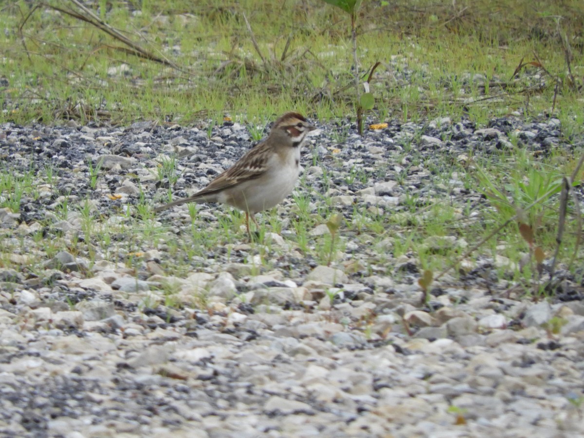 Lark Sparrow - ML618612783